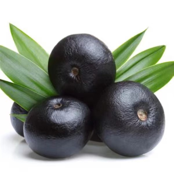 مسحوق استخراج Acai Berry